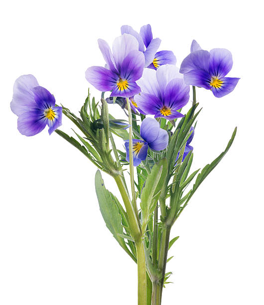 istock group of lilac pansy lilac flowers on white 637567822