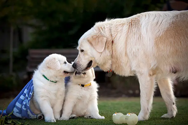 Photo of Maremma Sheepdog with Puppies