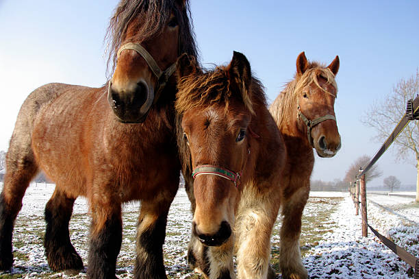 caballos belgas en invierno - belgian horse fotografías e imágenes de stock
