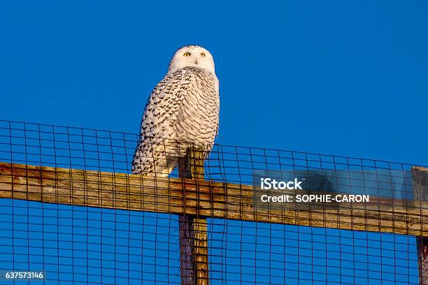 Snowy Owl Stock Photo - Download Image Now - Amber, Animal, Animals In The Wild