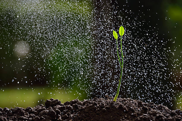 istock Green seedling growing on the ground in the rain 637573218