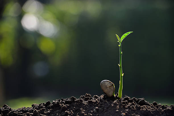 istock Green sprout growing from seed over nature background 637573578