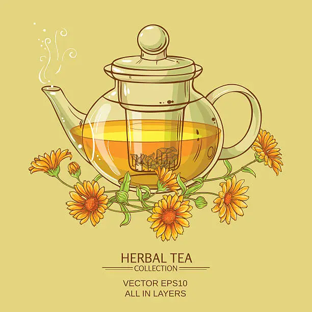 Vector illustration of calendula tea  vector illustration