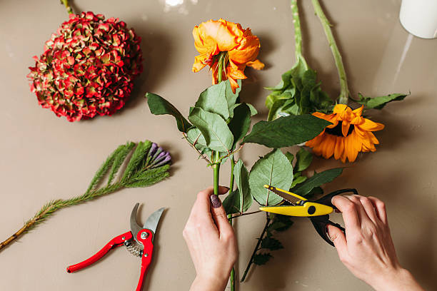 istock Florist hands cutting rose with garden scissors 637575574