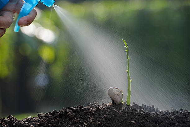 istock Farmer's hand watering a young plant 637577090