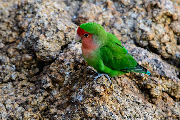 Rosy faced lovebird on a rock stock photo