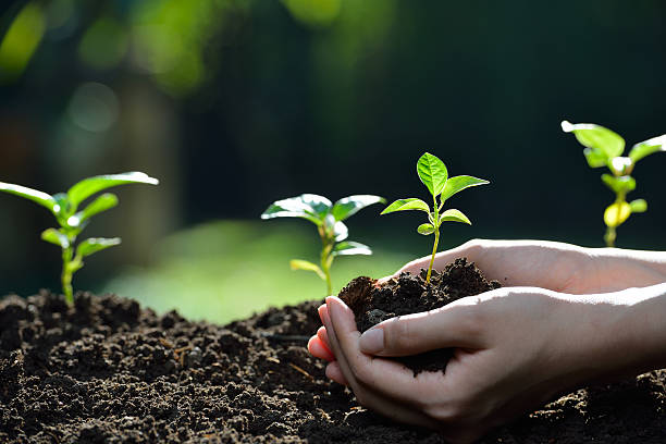 istock Hands holding a green young plant 637577392