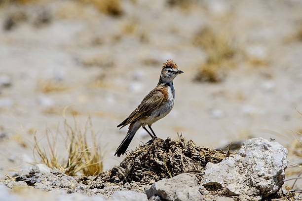 rufous naped lark on the ground rufous naped lark on the ground rufous naped lark mirafra africana stock pictures, royalty-free photos & images
