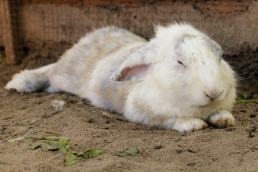 Fat fluffy bunny eating food