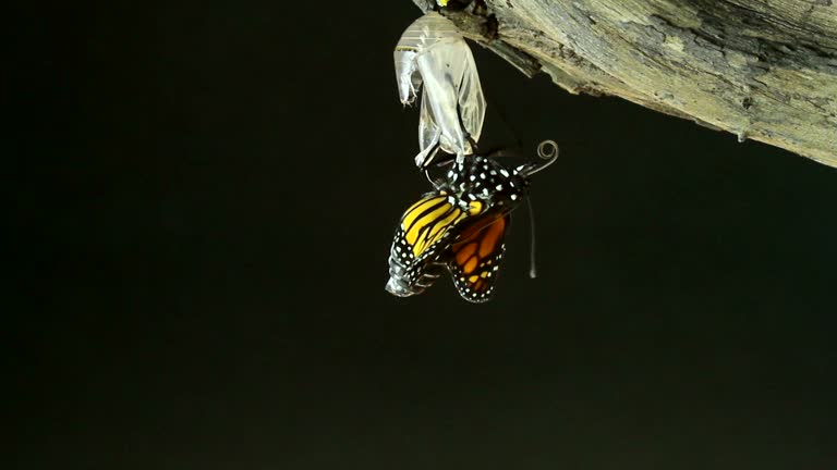 Monarch Butterfly