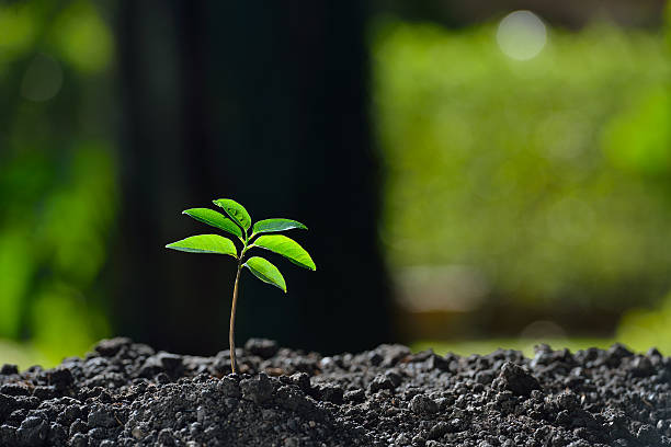 istock Young plant in the morning light 637579340