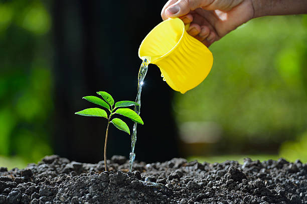 istock Young plant watered from a watering can 637579592