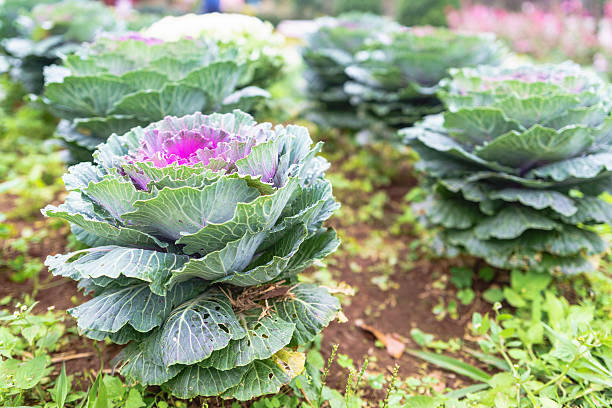 istock Purple and green decorative ornamental cabbage in a botanical ga 637580282