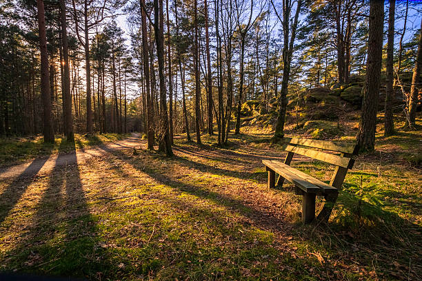 istock Bench in a pine wood, trees throwing shadows in evening 637580794