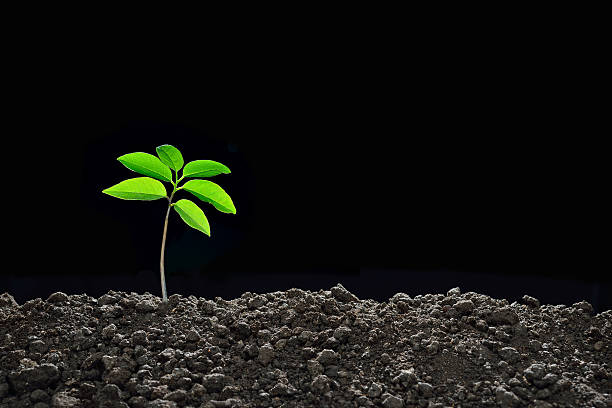 istock Young plant in the morning light 637580844