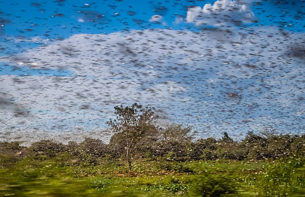 swarm of locust - locust swarm of insects insect group of animals imagens e fotografias de stock