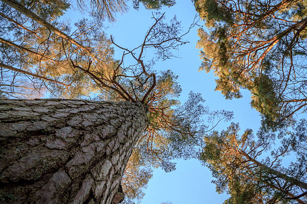istock Pine wood trees, stem, branches and blue sky at Furulunden 637582344