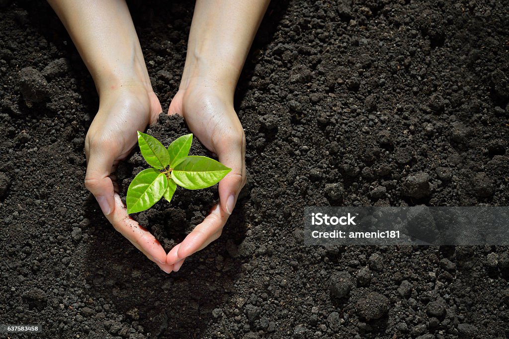 Hands holding and caring a green young plant Hands holding and caring a green young  plant Plant Stock Photo