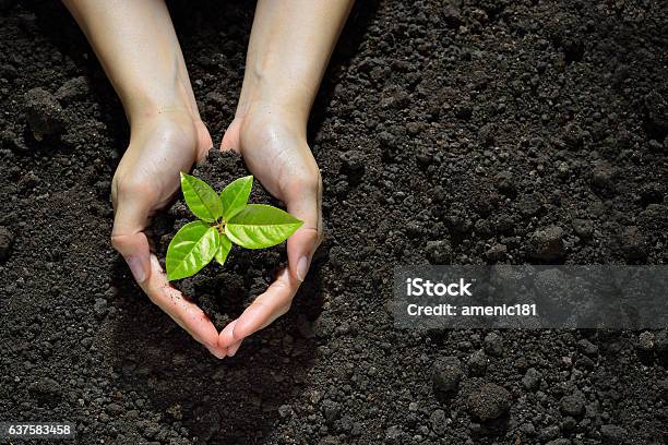 Hands Holding And Caring A Green Young Plant Stock Photo - Download Image Now - Plant, Dirt, Tree