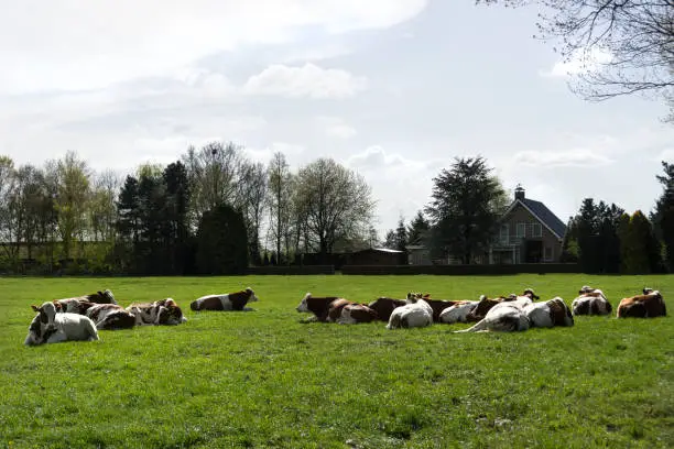 Group of Red and White cows lying in an meadow near a farm in The Netherlands