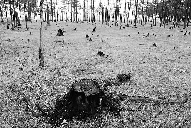 A tree stump is a deforested woodland on Olkhon Island, Lake Baikal, Siberia, Russia, Taken June 2013.