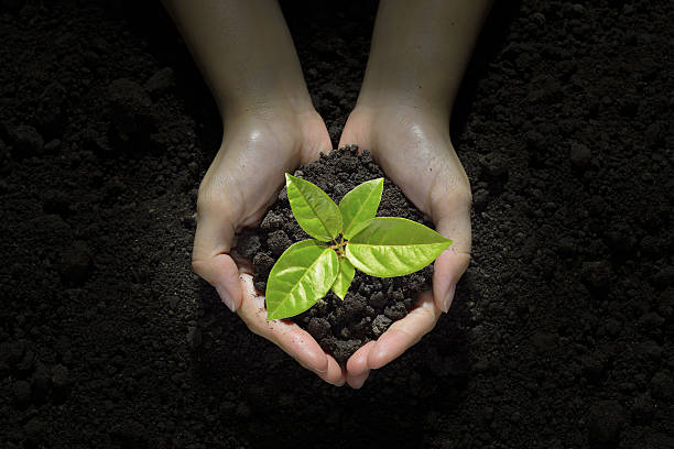 istock Hands holding and caring a green young  plant 637583770