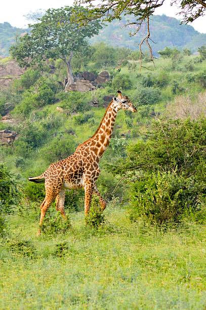 istock Giraffe in the savanna 637585108