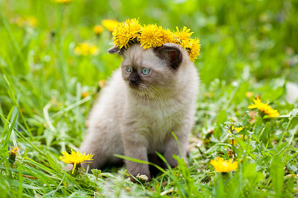 istock Cute little kitten on the grass, crowned dandelion chaplet 637585550