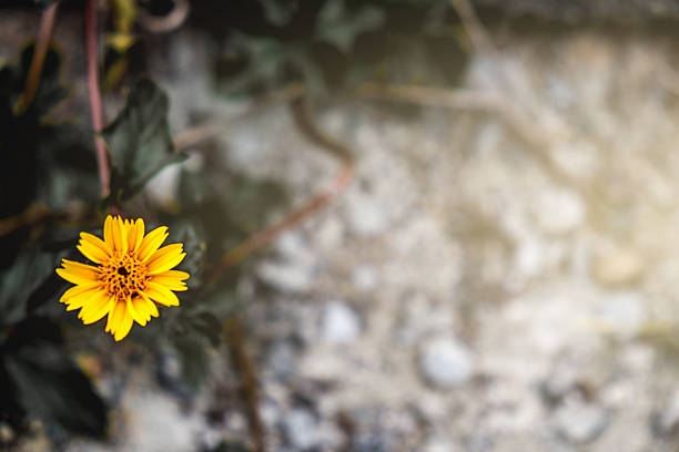istock Yellow flower on the rock ground 637585638