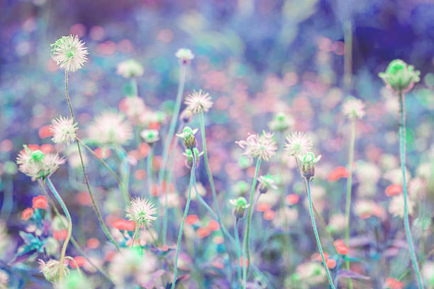 istock Abstract colour of Flower grass field 637585752