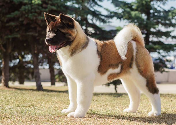 istock american akita puppy 637585766