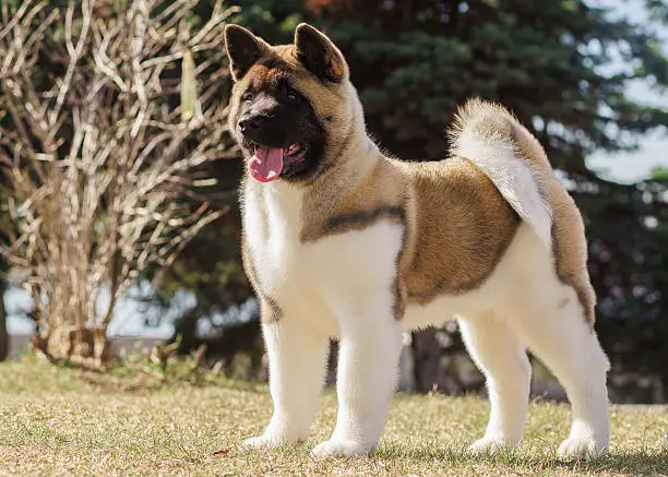 american akita puppy over forest