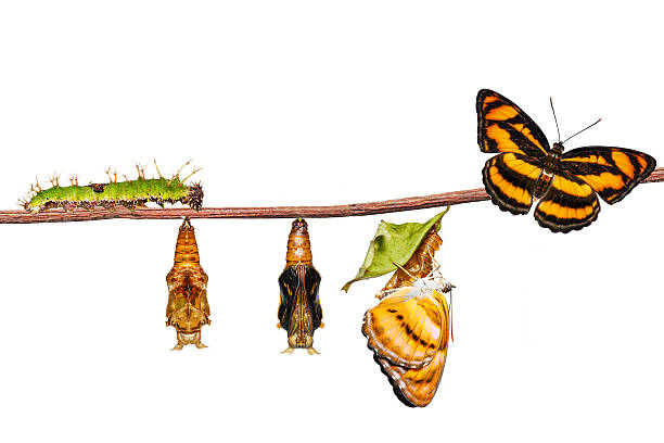 istock Isolated life cycle of colour segeant butterfly on twig 637586272