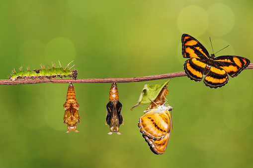 Life cycle of colour segeant butterfly ( Athyma nefte ) from caterpillar and pupa hanging on twig