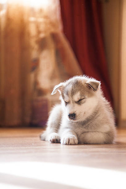 istock sleeping siberian husky puppy 637586570