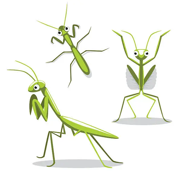 Vector illustration of Cute Mantis Poses Cartoon Vector Illustration