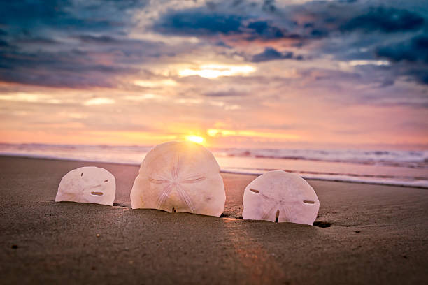 Sand dollars and sunrise Dramatic sunrise or sunset with a close-up of three sand dollars.  It's a wonderful metaphor for how and where to spend your vacation money! sand dollar stock pictures, royalty-free photos & images