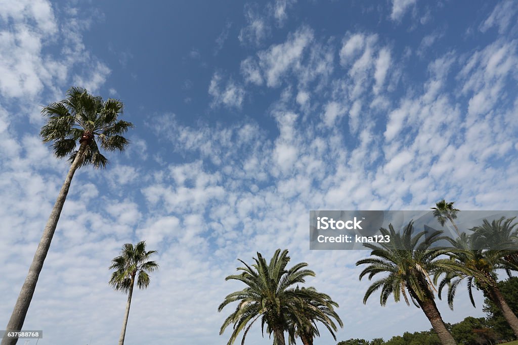 Blue sky and palm tree Clear weather Beach Stock Photo