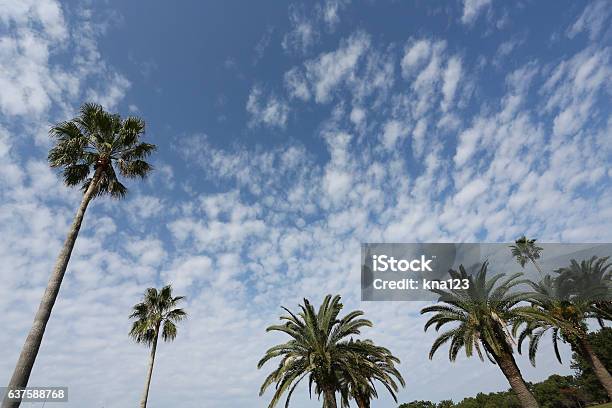 Blue Sky And Palm Tree Stock Photo - Download Image Now - Beach, Blue, Business Finance and Industry