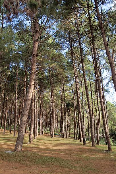 istock Pine forest in northern of Thailand 637589792