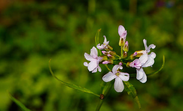 Flowering Coralroot Bittercress(Cardamine bulbifera) closeup Flowering Coralroot Bittercress(Cardamine bulbifera) closeup against fuzzy green background cardamine bulbifera photos stock pictures, royalty-free photos & images