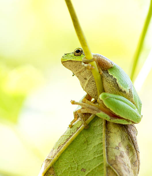 istock Australian Green Tree Frog sitting on a vine 637591410