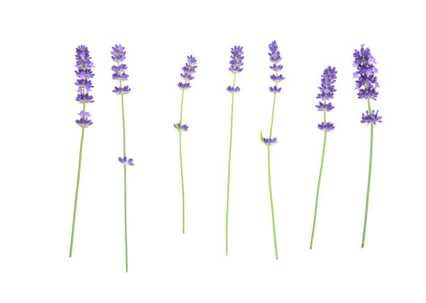 istock Lavender flowers isolated on white 637594222