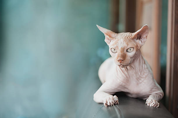 close up sphynx cat close up sphynx cat at blurred backgroundclose up sphynx cat at blurred background hairless animal photos stock pictures, royalty-free photos & images
