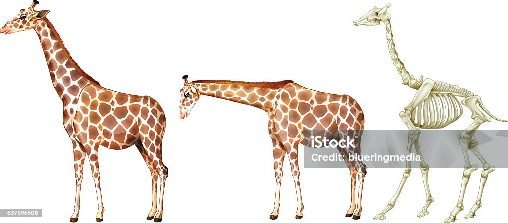 Giraffe Ribs Giraffe And Its Bone Structure Stock Illustration - Download Image Now ...