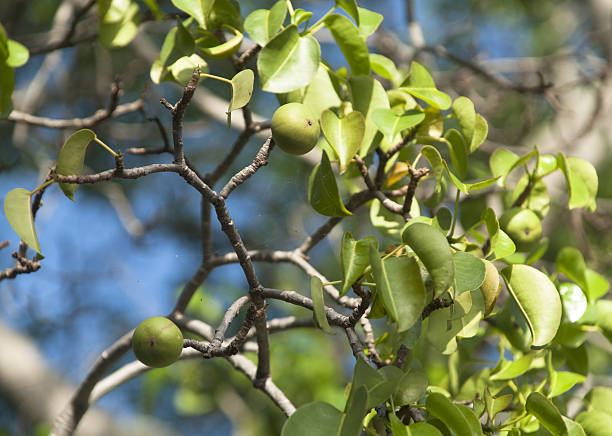 Manchineel tree stock photo