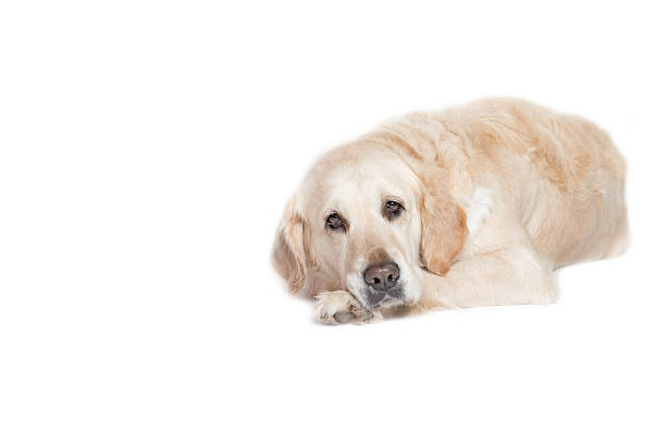 istock Relaxed Golden Retriever Dog 637599094