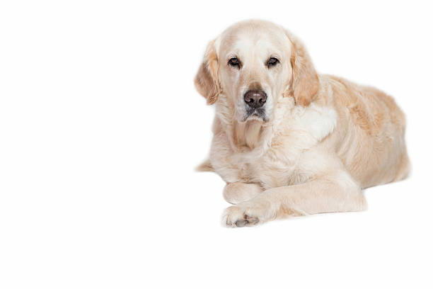 istock Golden Retriever Dog looking at the camera 637599212