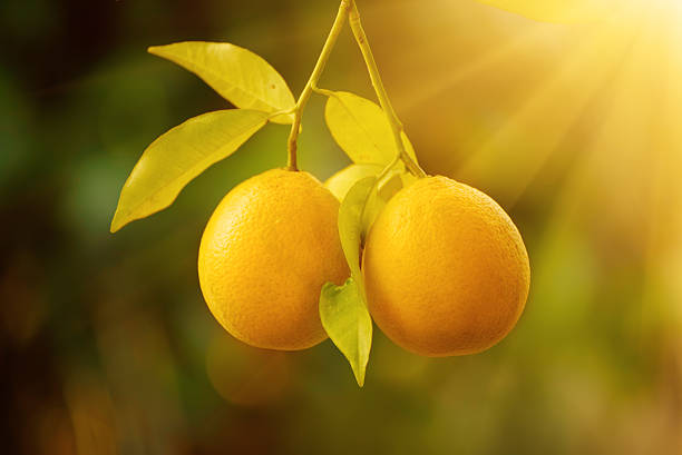 istock Orange garden with fruit 637599260