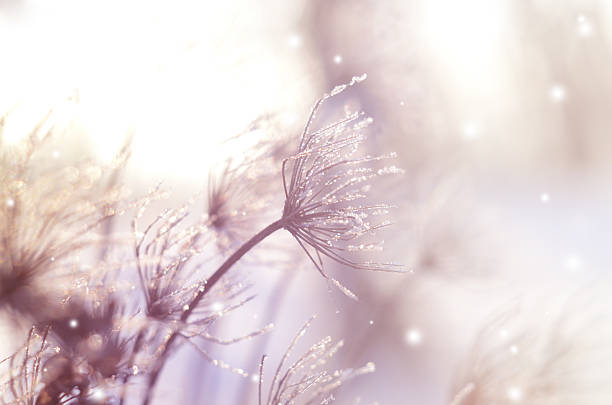 반짝이는 보케에 �대한 건조 식물과 아름다운 겨울 계절 배경 - frost pattern 뉴스 사진 이미지